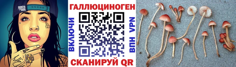 наркота  Курильск  Псилоцибиновые грибы Cubensis 